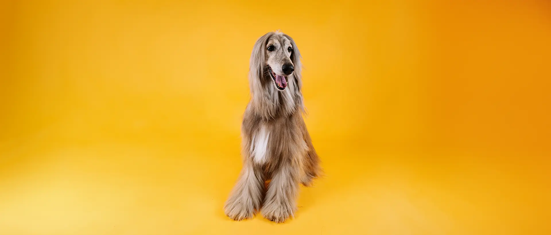 Long-Haired Dog Care: Grooming and Maintenance Tips
